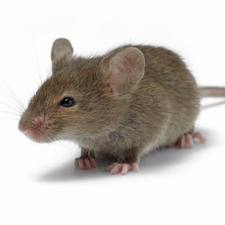 Pest Control Romford Romford